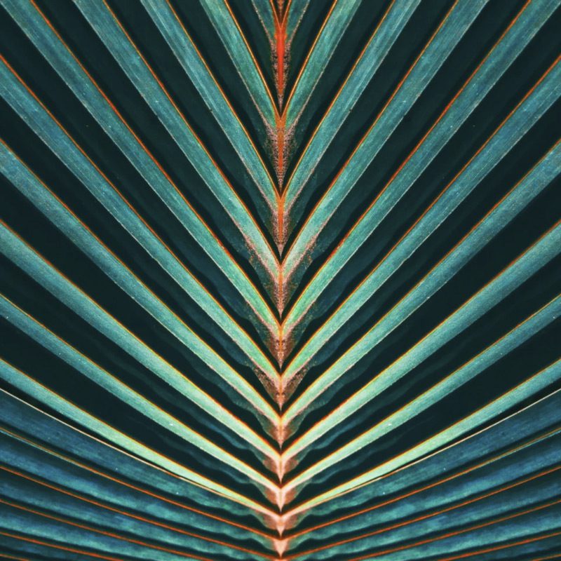 Scopri Euroflora augura una buona ripresa del lavoro a tutti i florovivaisti