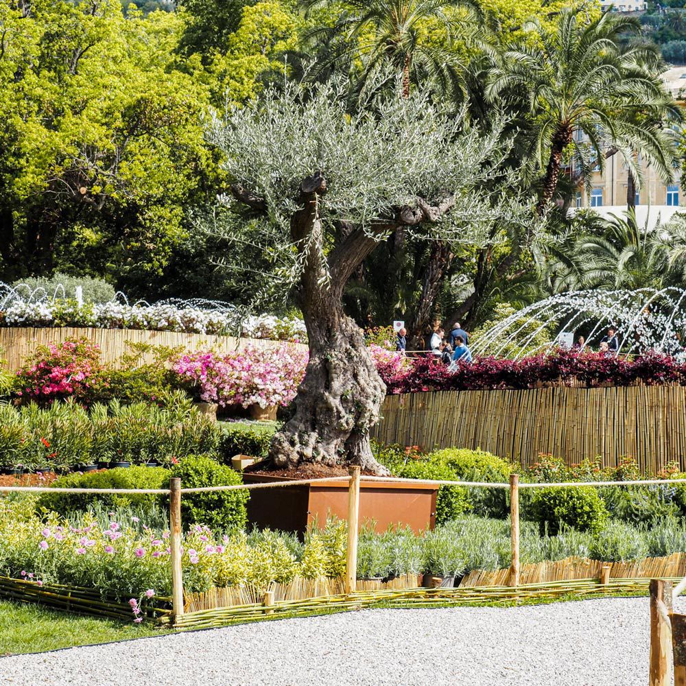 Dopo la manifestazione, le piante, trattate con cura, sono state donate a numerosi comuni liguri