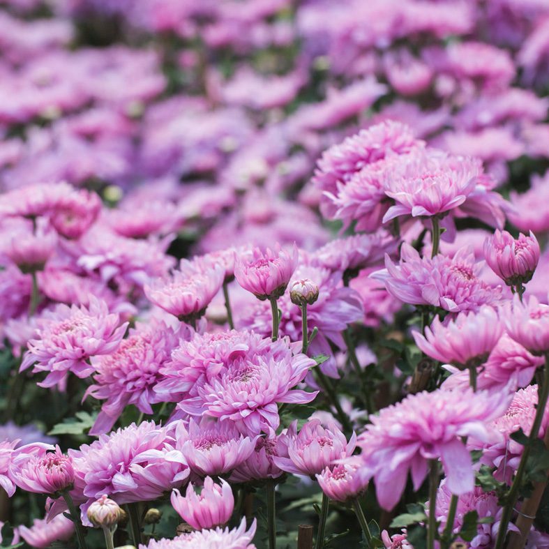 Grandi ritorni e new entry a livello internazionale, un viaggio nelle eccellenze italiane