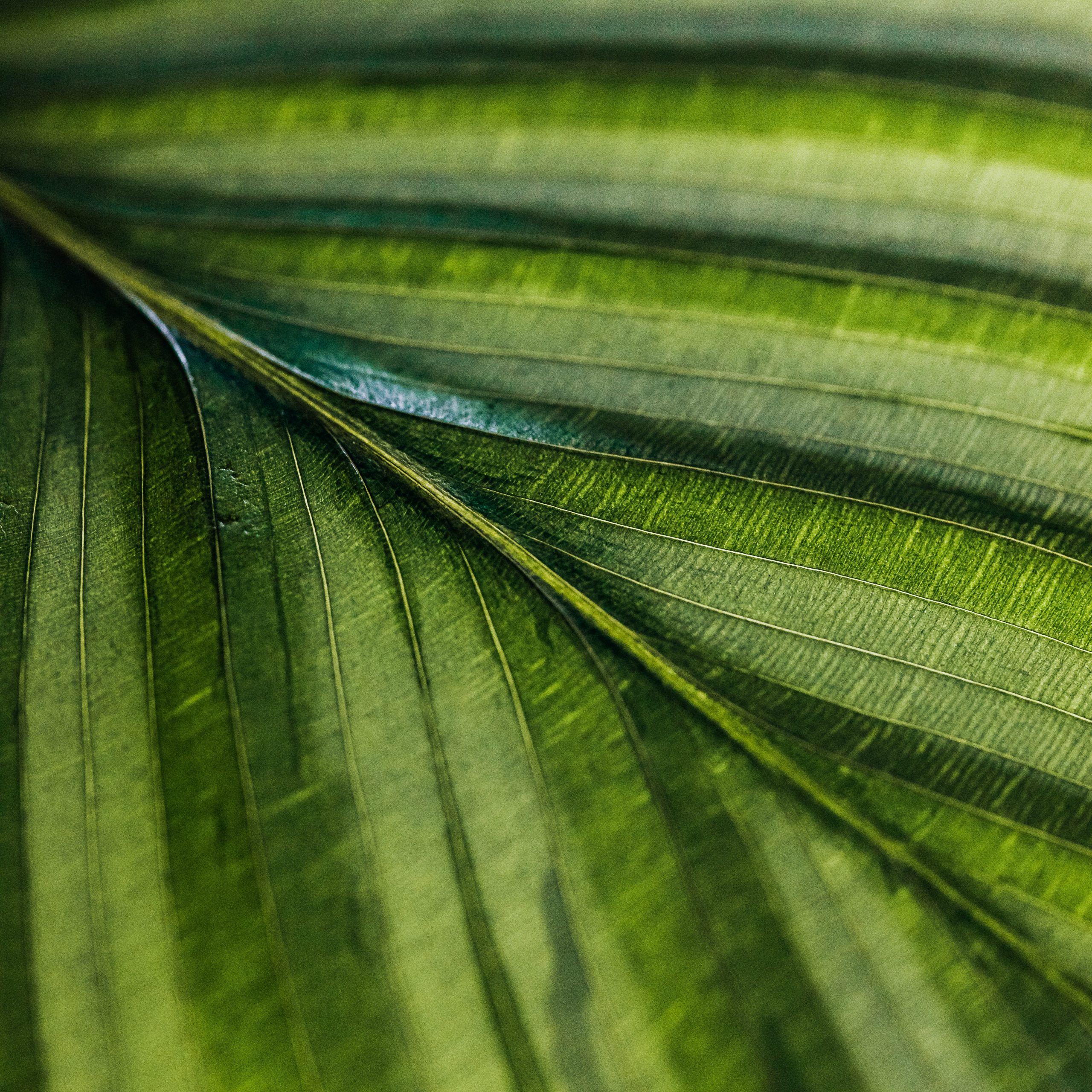Giornata Mondiale della Terra