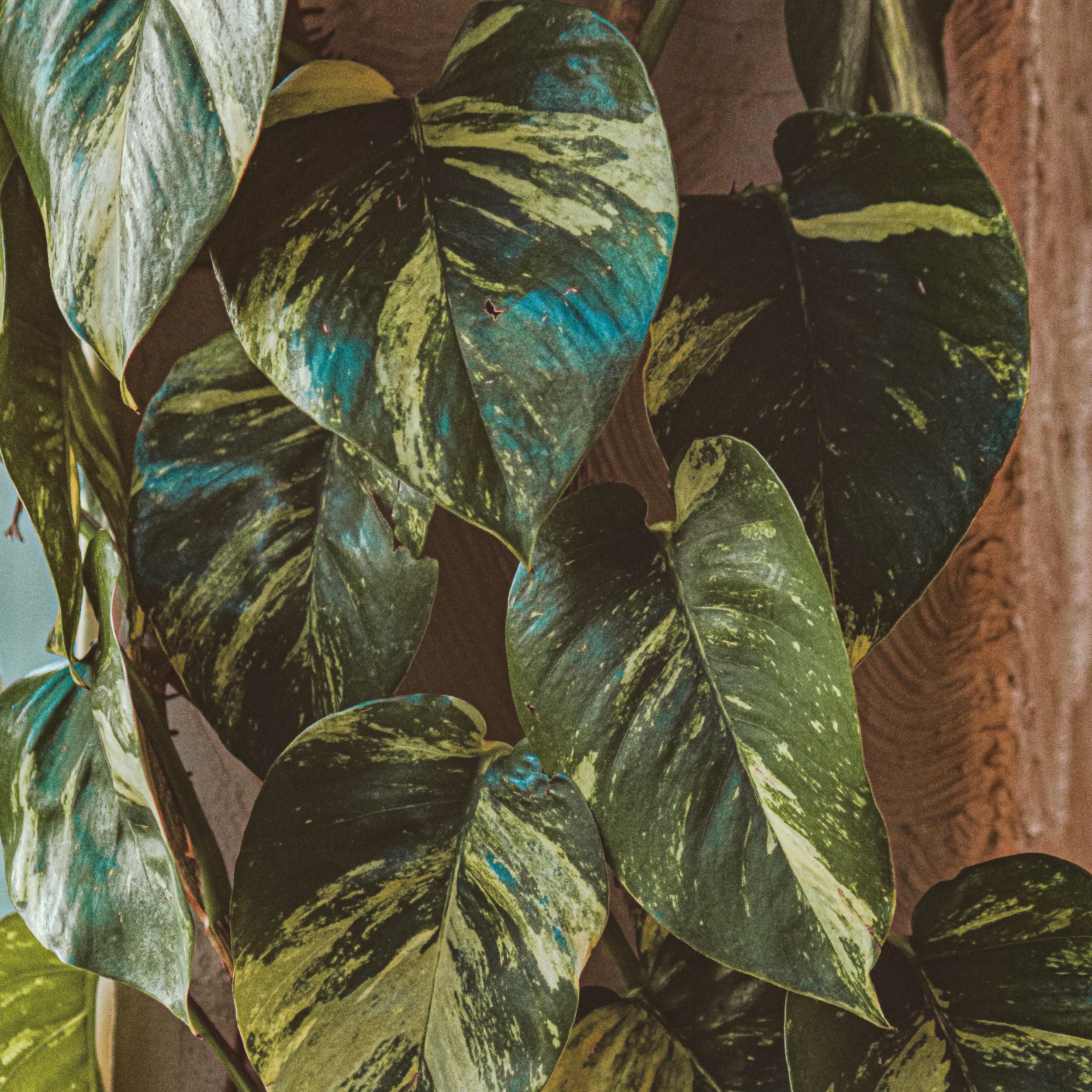 Le piante rampicanti