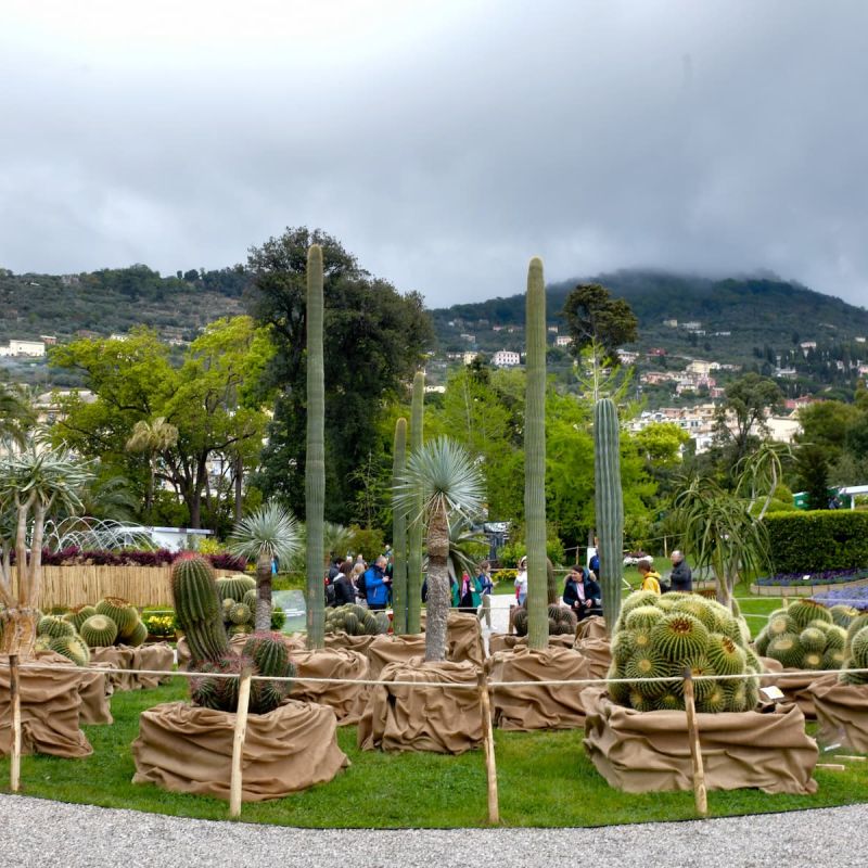 GPO-cactus-monaco
