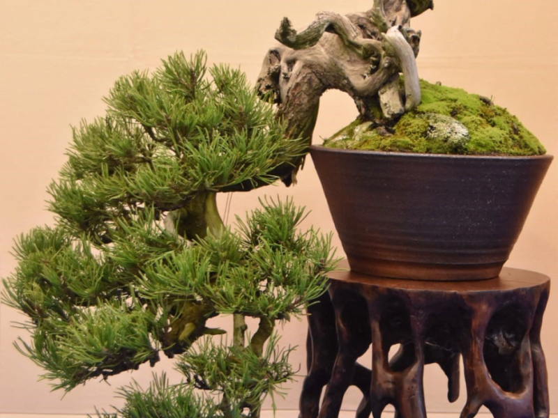 Discover THE ART OF BONSAI: JAPAN TO HIGHLIGHT EUROFLORA 2025