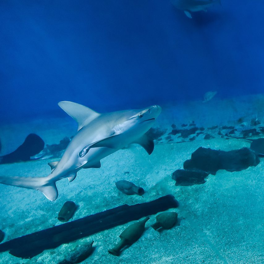 Biglietto integrato Euroflora + Acquario