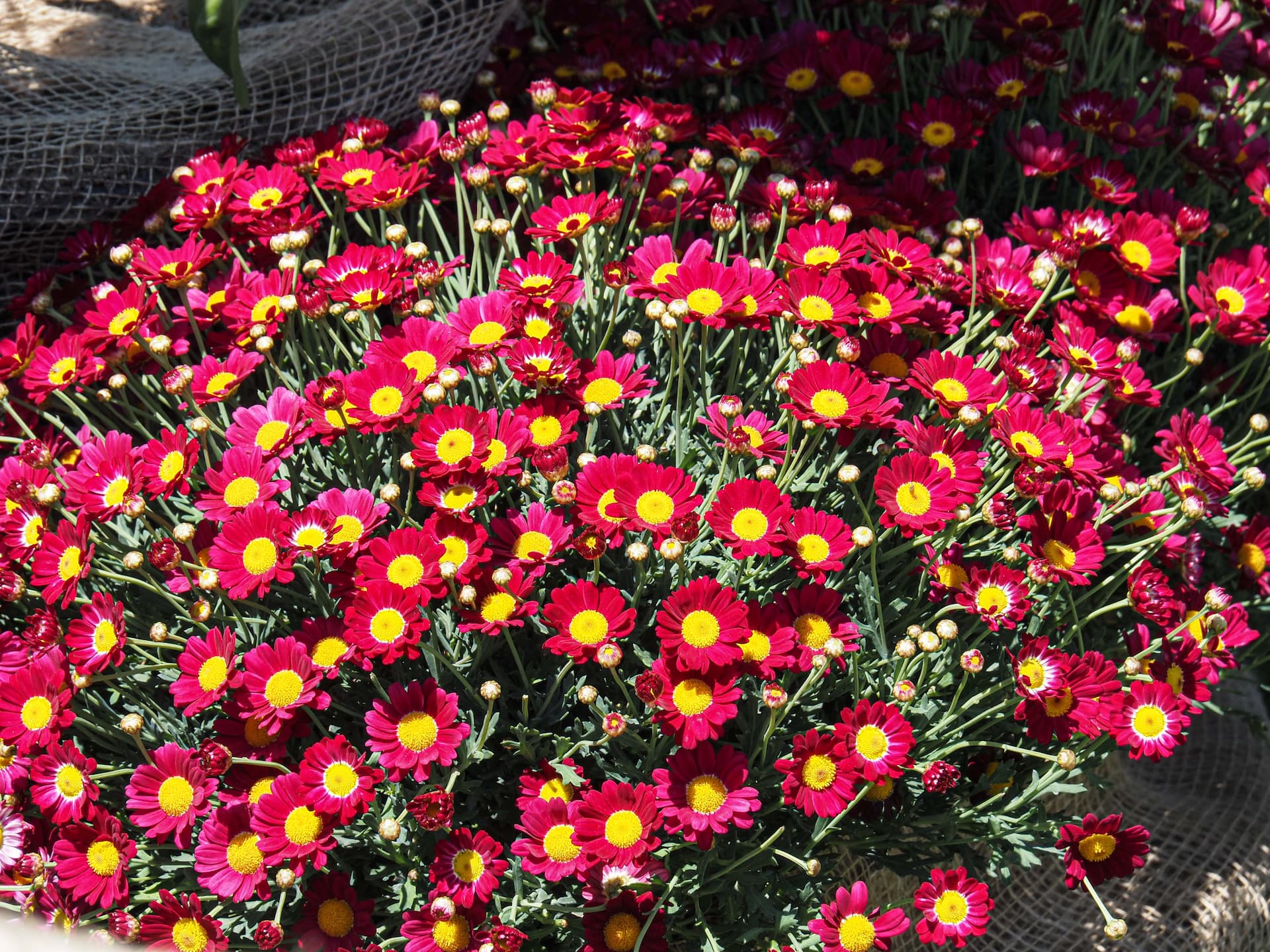 Scopri CONTESTS BOOKS IS ON LINE