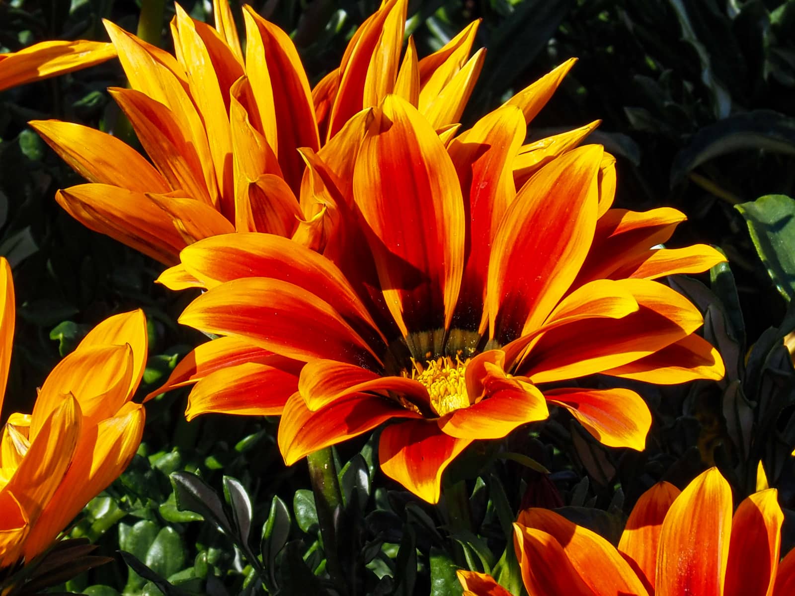 ARS URBANA: SELECTED PROJECTS FOR EUROFLORA 2025