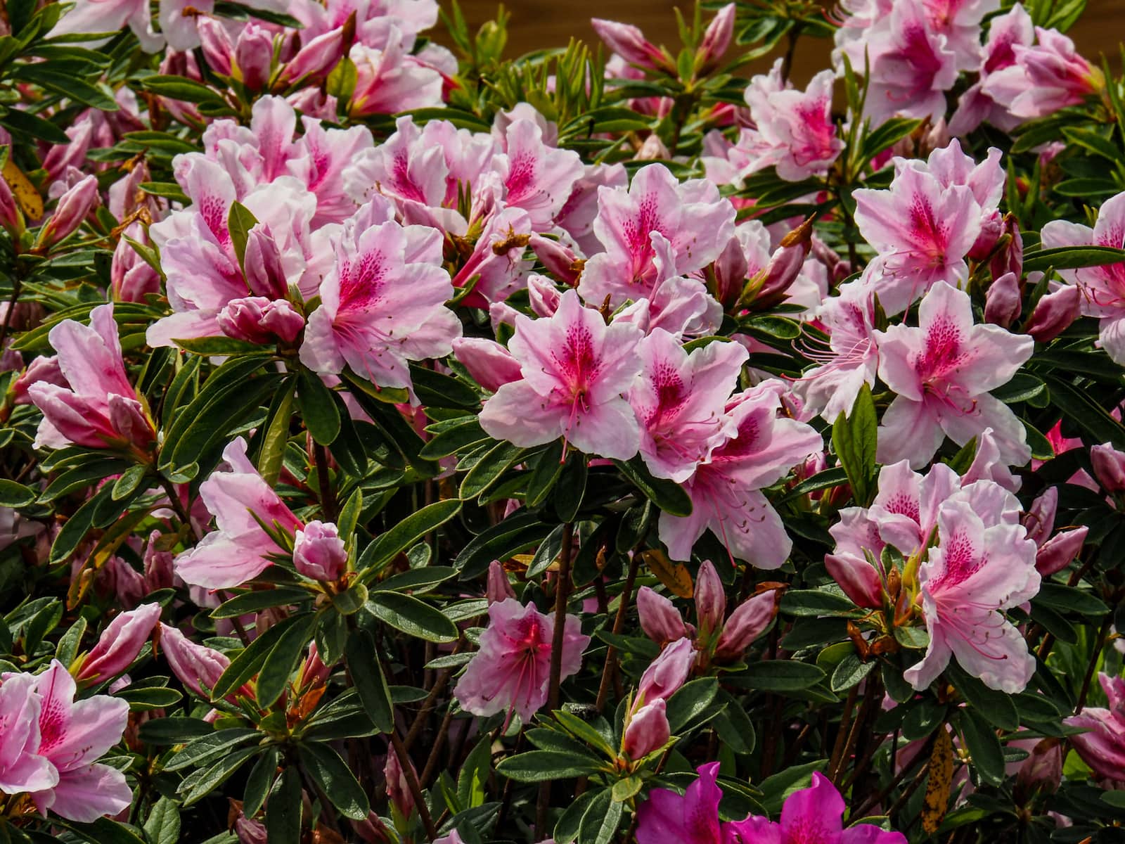 BOOKING YOUR HOTEL FOR EUROFLORA IS NOW EASIER