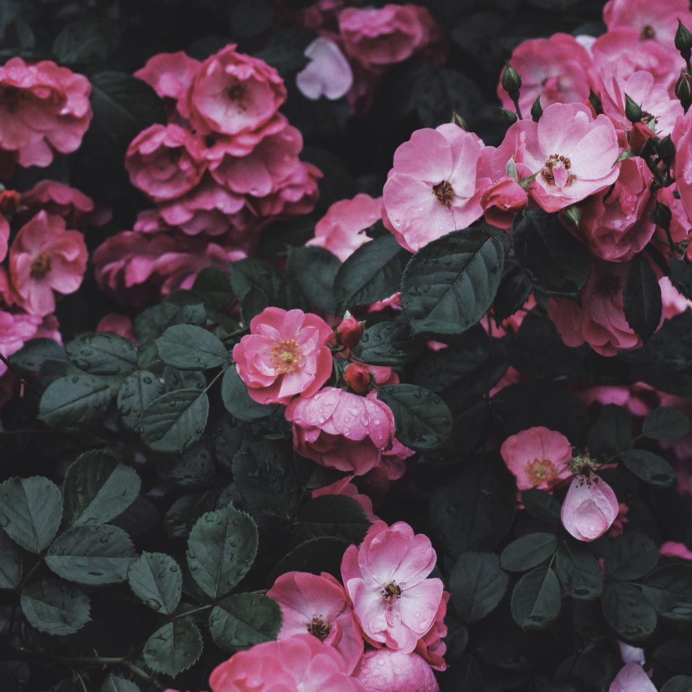 Euroflora piange la scomparsa di Giovanni Robiglio, <br> figura storica della manifestazione