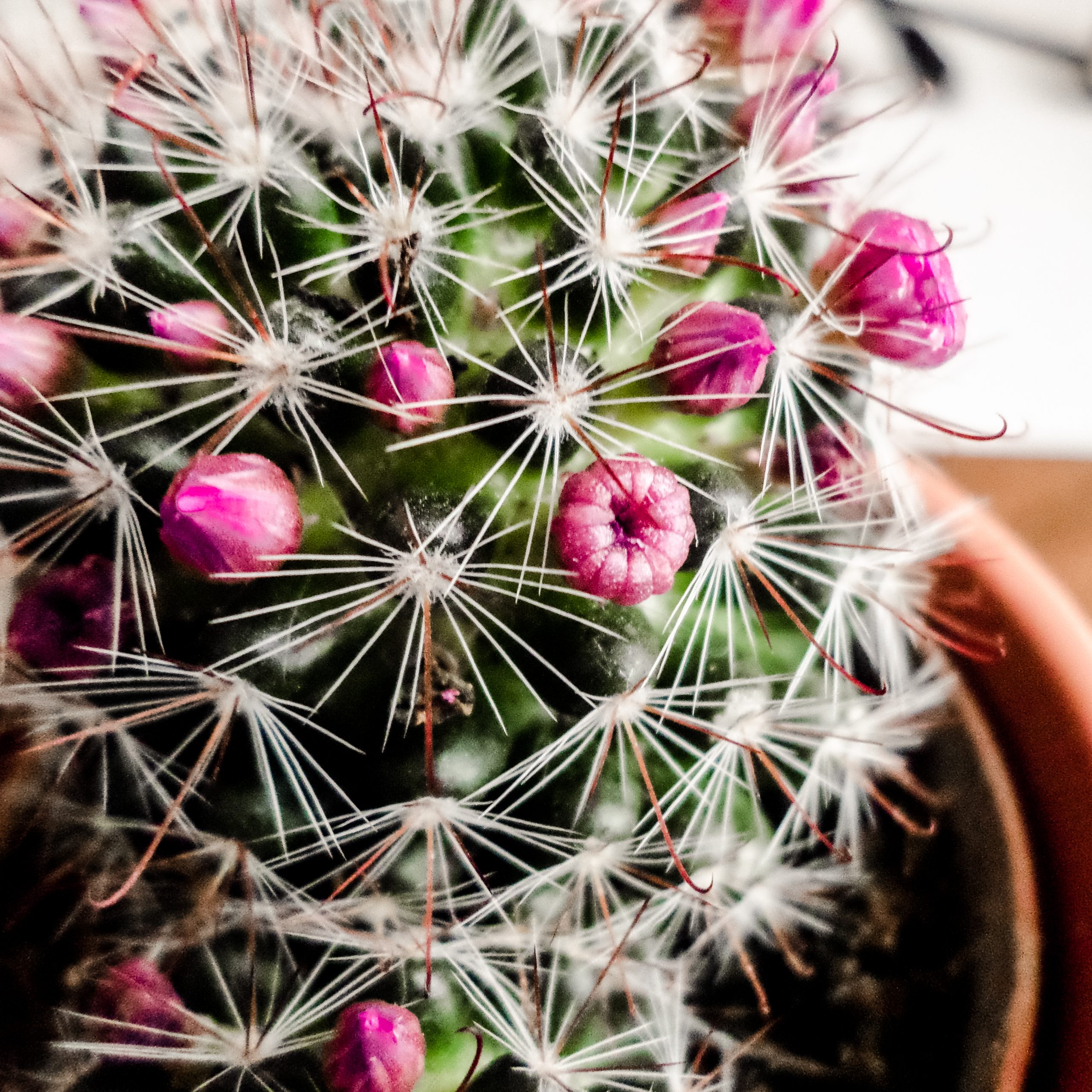 Le piante grasse fioriscono?