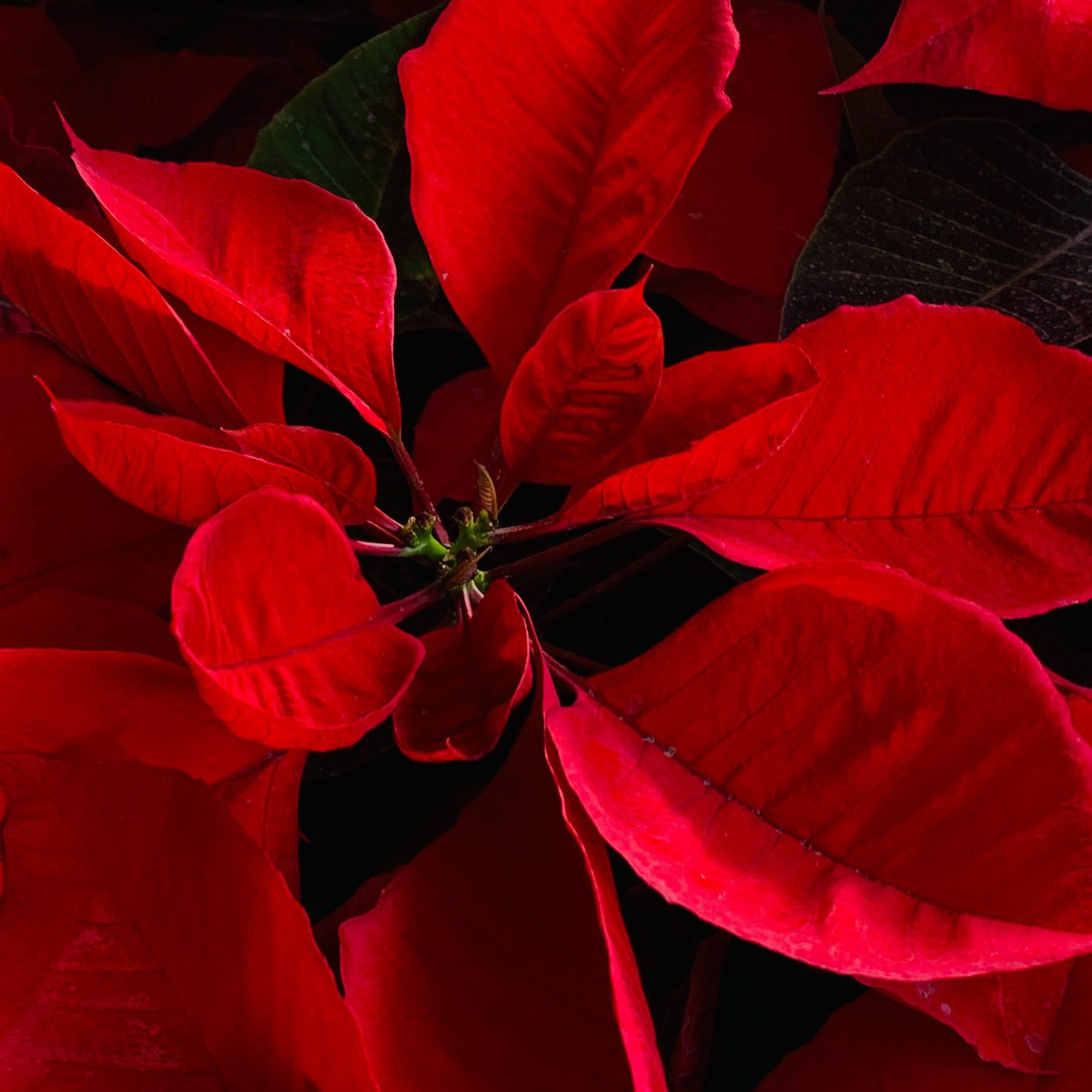 Auguri di Buon Natale