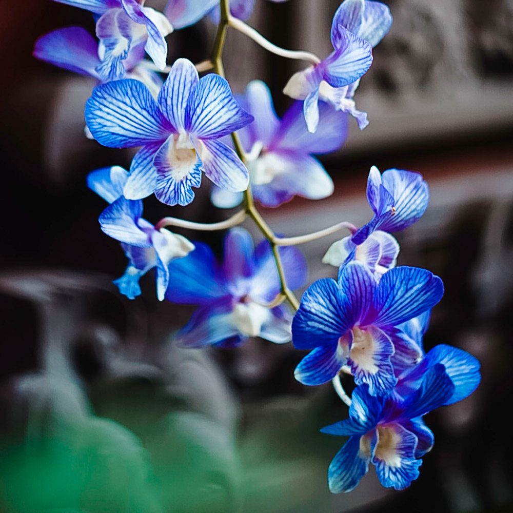 Buone notizie! Il florovivaismo italiano è in crescita