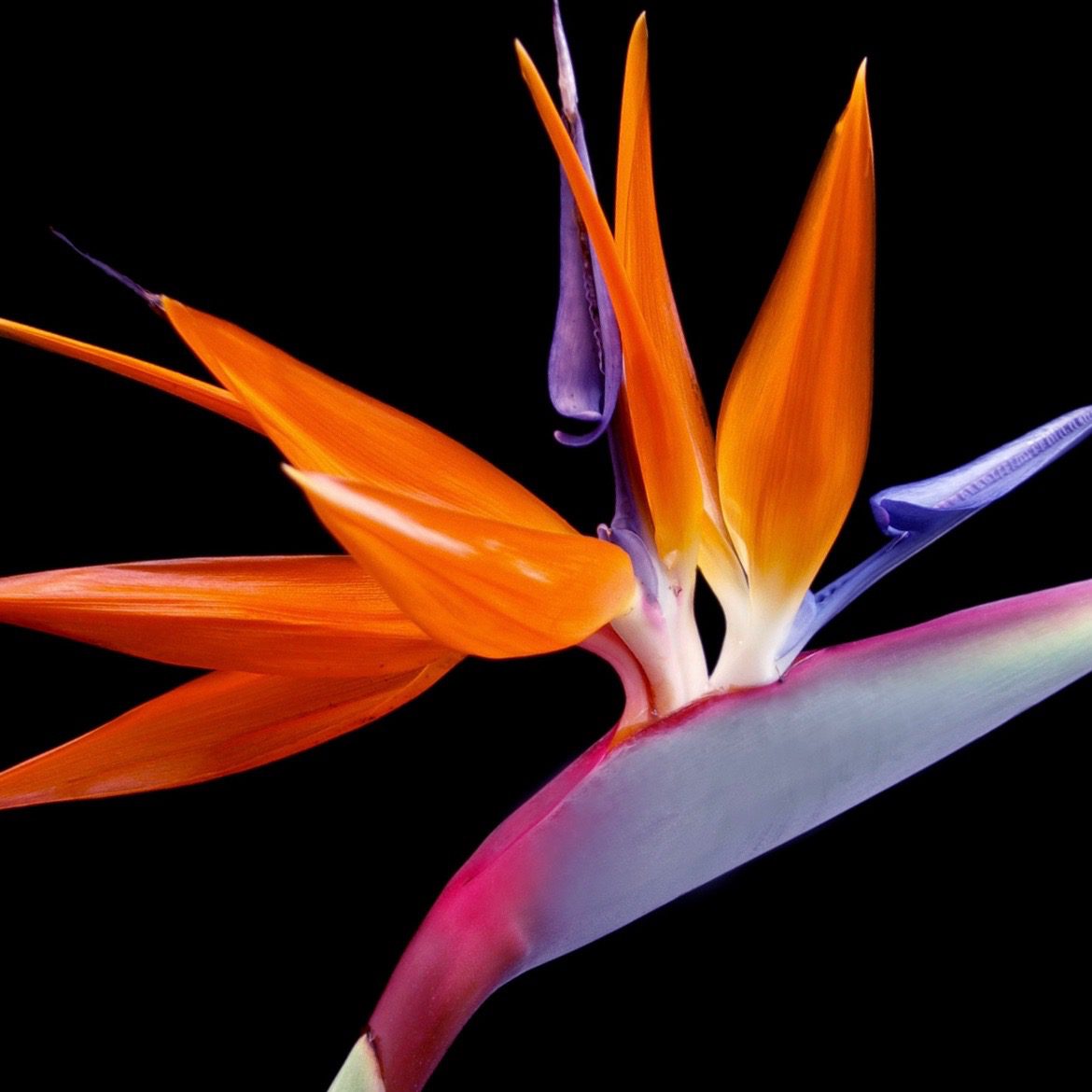 Lo sapevi che la Sterlizia <br>è anche chiamata “Uccello del paradiso”?