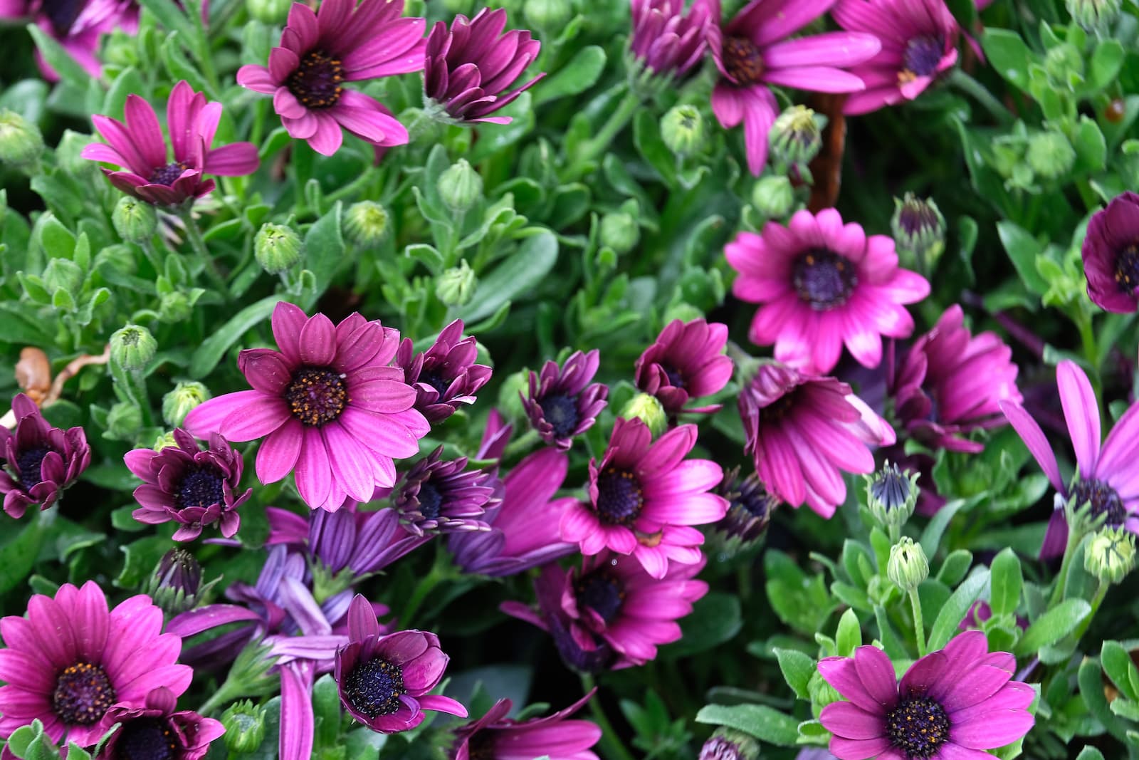 UN’EUROFLORA CONTEMPORANEA, RIGENERATA NEGLI SPAZI, NELLE FORME E NEI CONTENUTI