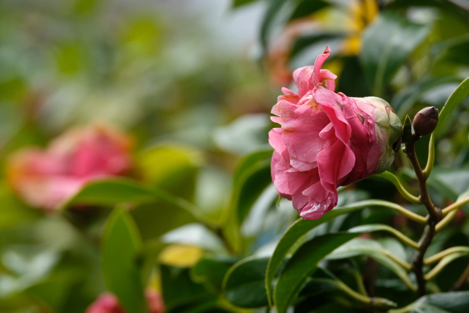 TREND POSITIVO PER IL FLOROVIVAISMO ITALIANO