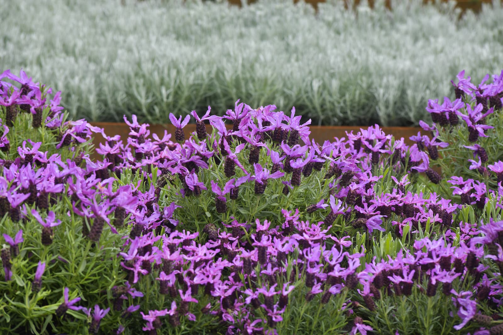 LA LIGURIA A EUROFLORA 2025, UN SETTORE DA 4MILA AZIENDE E 15MILA ADDETTI