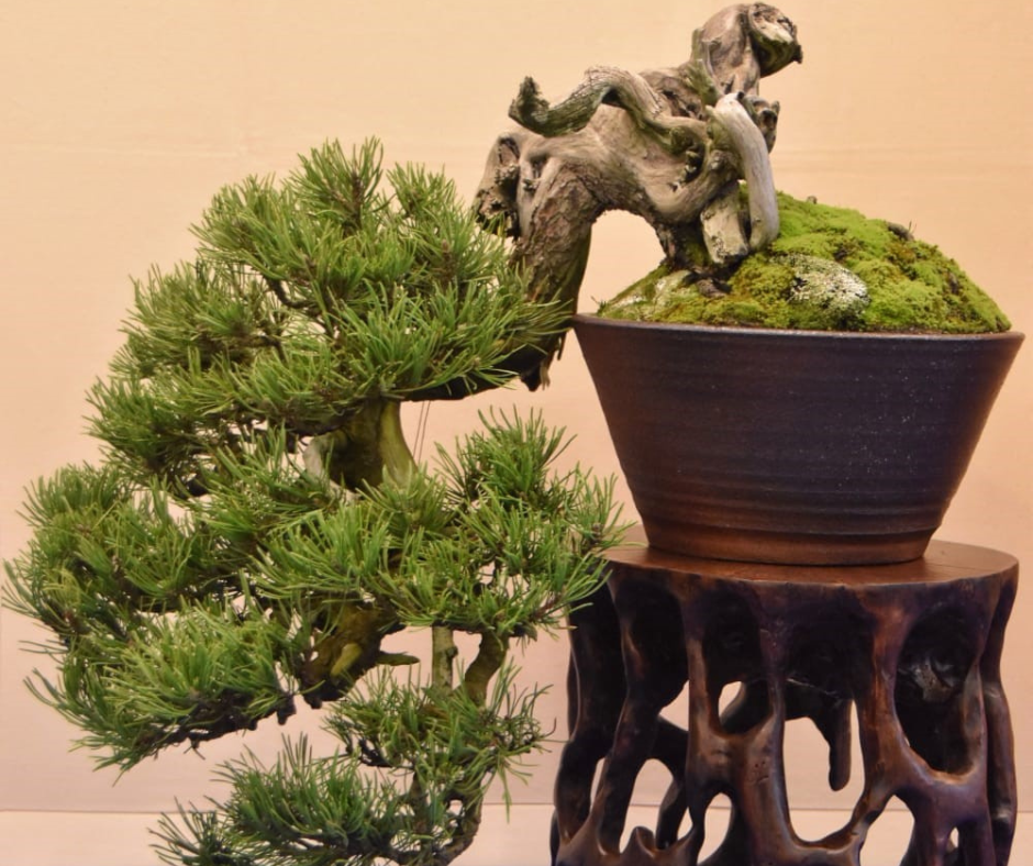 THE ART OF BONSAI: JAPAN TO HIGHLIGHT EUROFLORA 2025