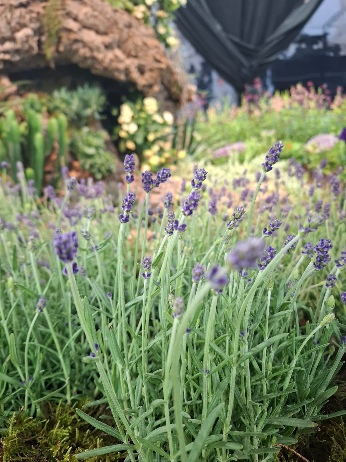 Euroflora alle Floraliën Gent 2026
